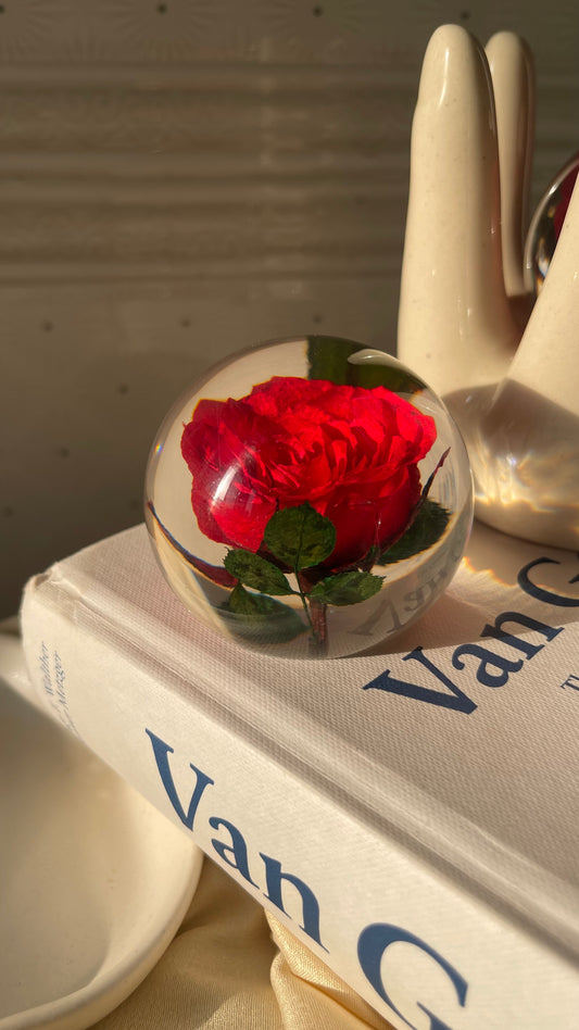 Rosette | Real Preserved Rose Paperweight - Ladywithcraft