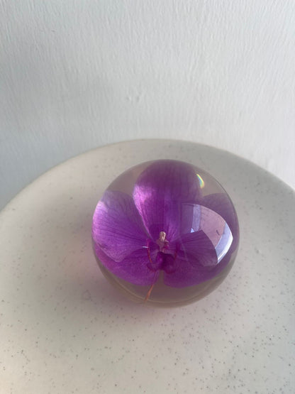 Dew drop | Real Preserved Orchid Paperweight