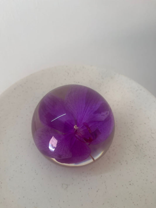 Dew drop | Real Preserved Orchid Paperweight - Ladywithcraft